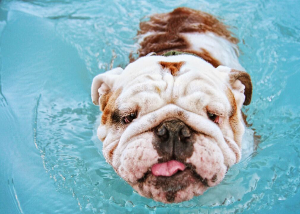#16. Bulldog
